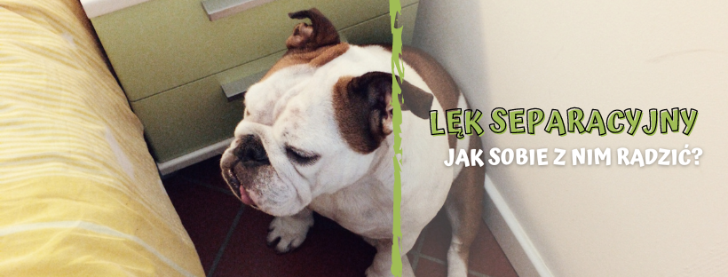 Lęk separacyjny u psa - jak sobie z nim radzić?