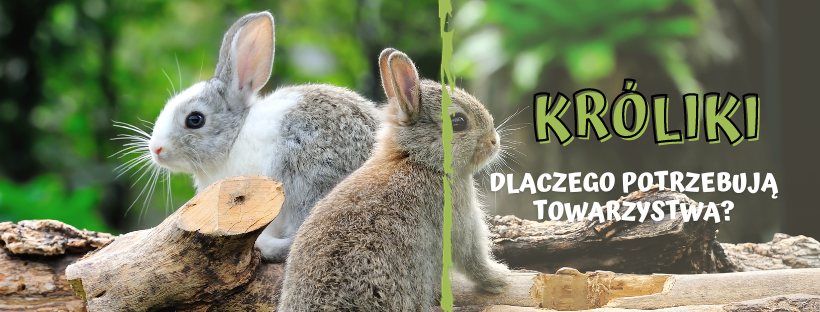 Dlaczego króliki potrzebują towarzystwa? Zrozumienie społecznych potrzeb twojego królika.