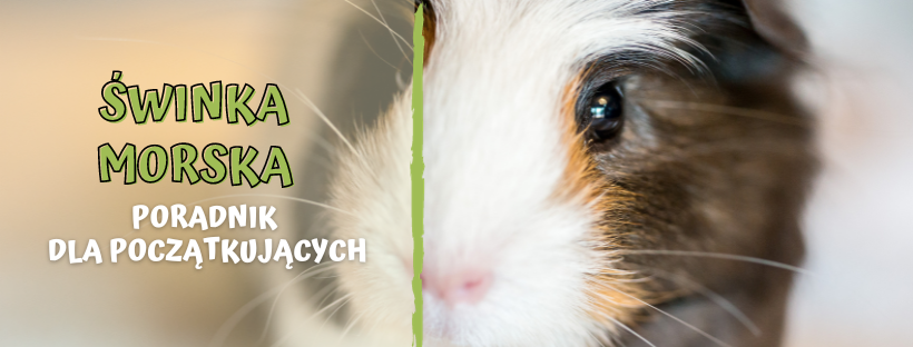 Jak przygotować dom na przyjęcie świnki morskiej? Poradnik dla początkujących.