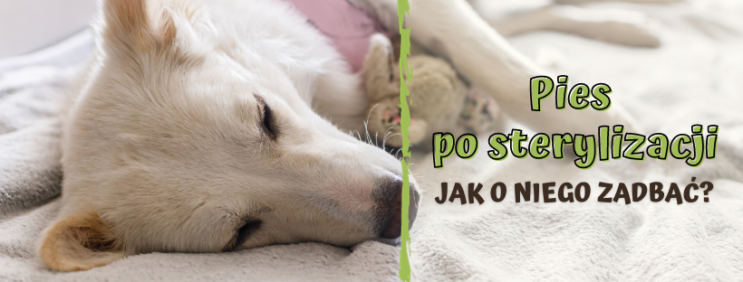 Pies po sterylizacji – jak zapewnić mu opiekę?